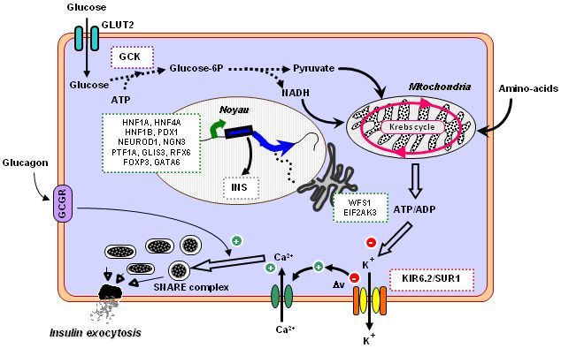 diabmonogenic1