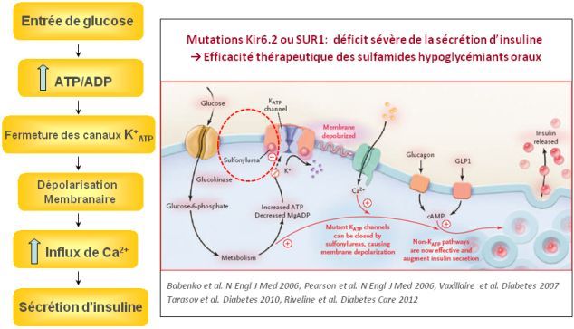 diabmonogenic3